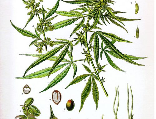 צמח הקנאביס